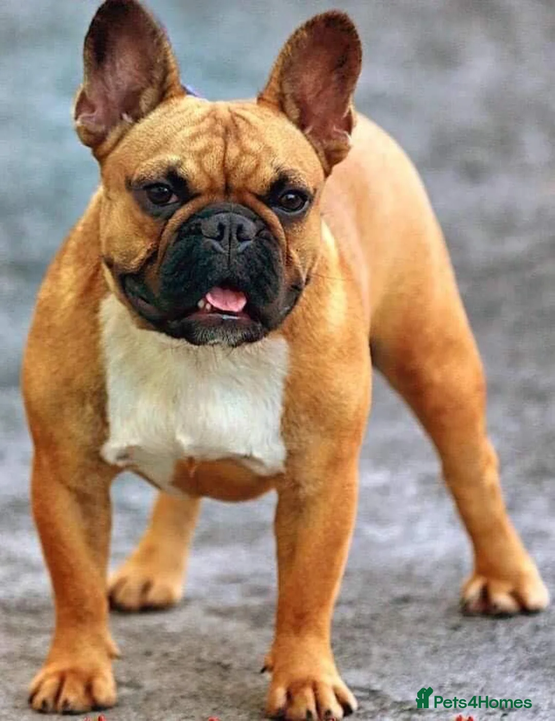 French Bulldog dogs for stud: Champion French Bulldog Available at Stud - Advert 1