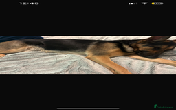 German Shepherd dogs for stud: KC sable male for stud  in Birmingham - Image 27