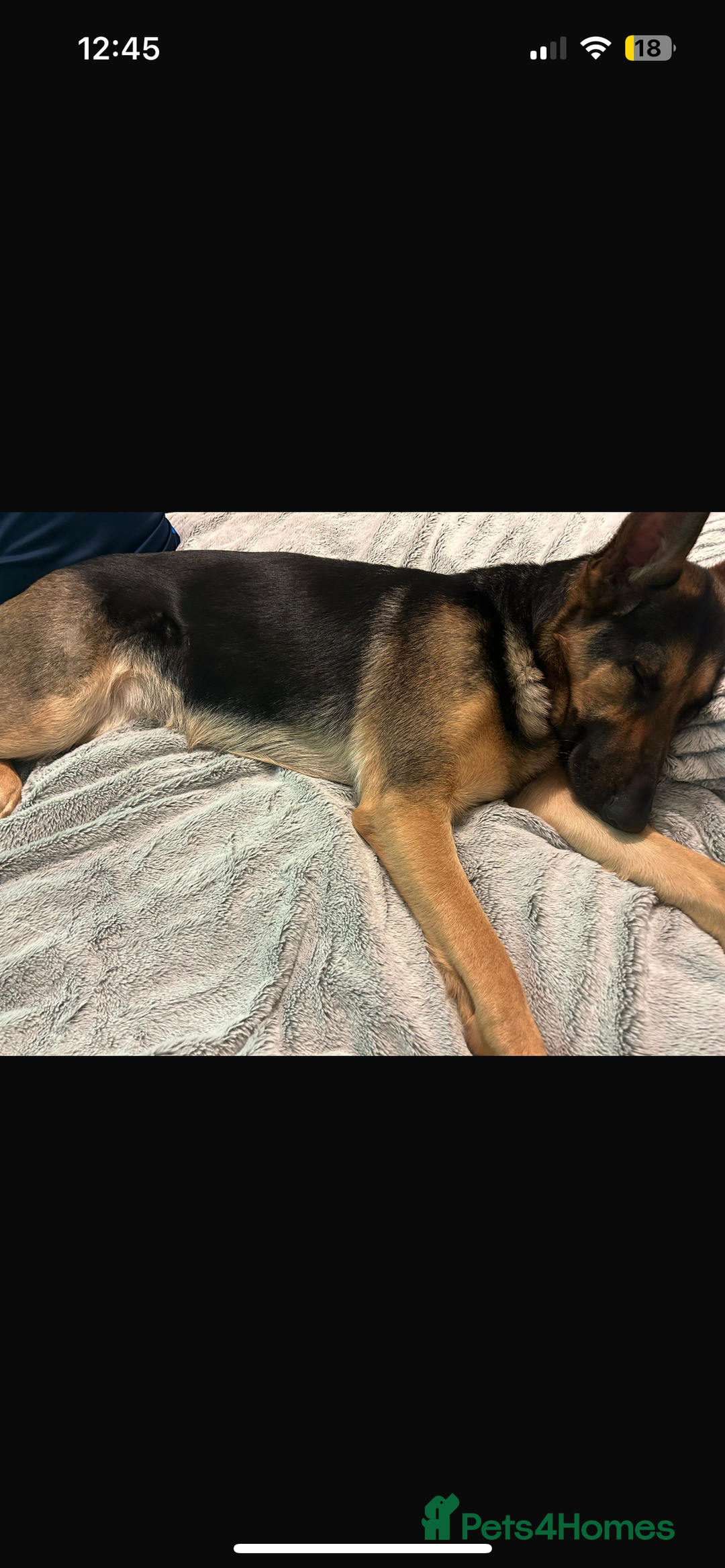 German Shepherd dogs for stud: KC sable male for stud  in Birmingham - Image 27