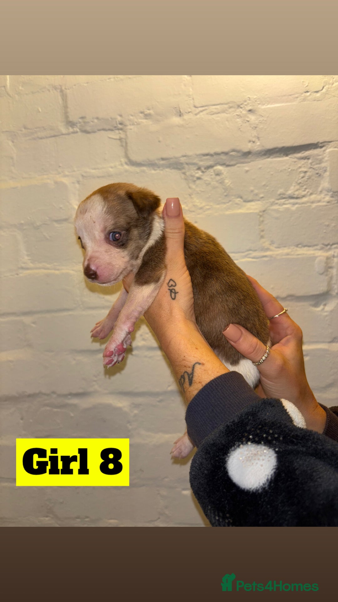 Mixed Breed dogs for sale: Beautiful Border collie/kelpie X staff cross pups - Image 21