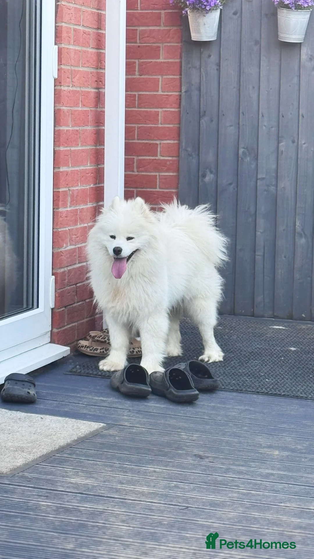 Samoyed dogs for sale: Two year old female KC registered - Advert 3