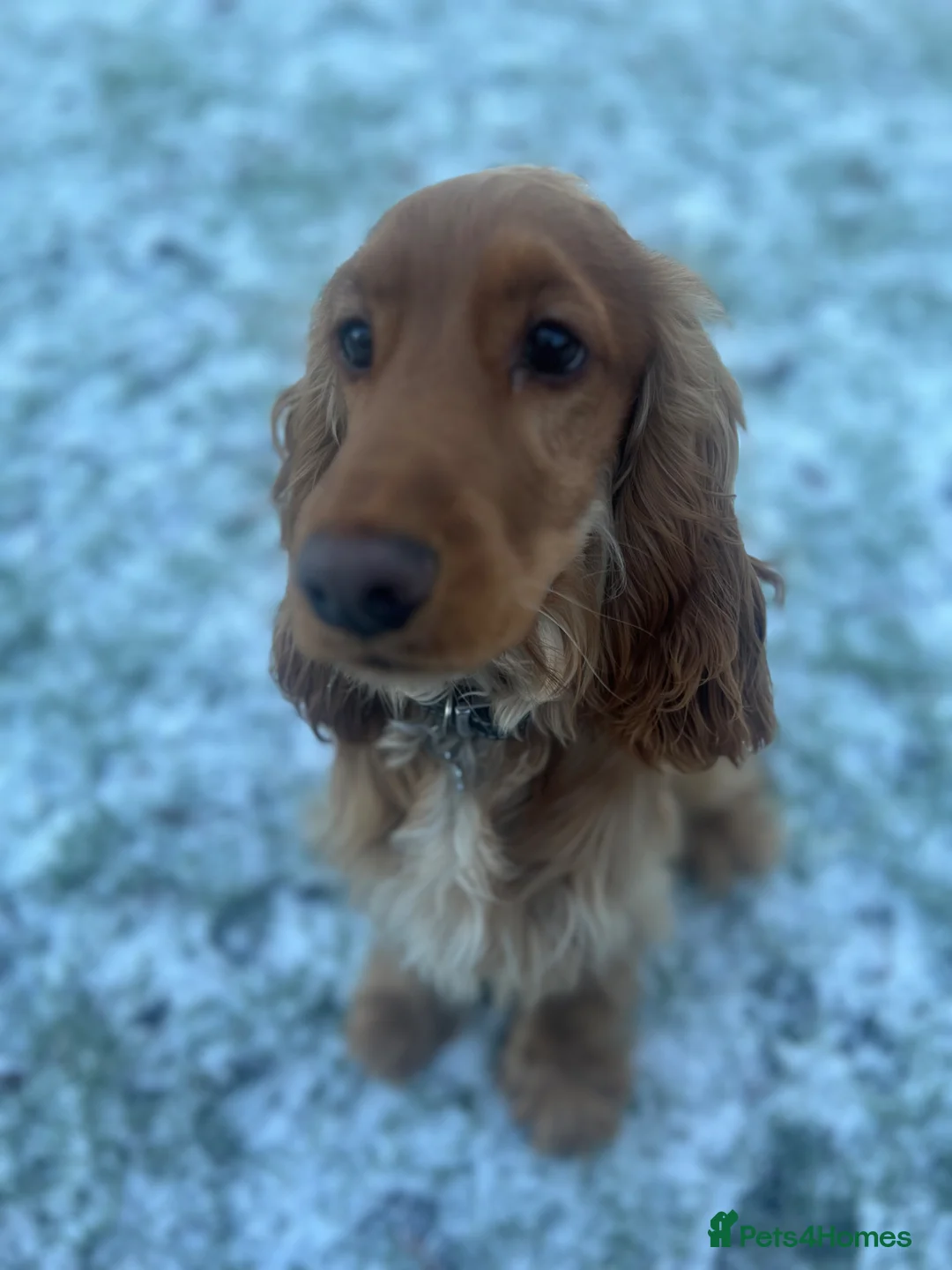 Cocker Spaniel dogs for sale: Beautiful 10 Month Golden Cocker Spaniel Dog Male in Liverpool - Advert 2