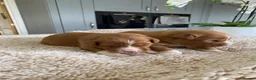 Nova Scotia Duck Tolling Retriever dogs for sale: Fantastic nova pups  - Advert 6