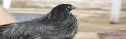 Chickens poultry for sale: 🐥 CHICKS & YOUNG CHICKENS AVAILABLE 🐔 - Advert 17