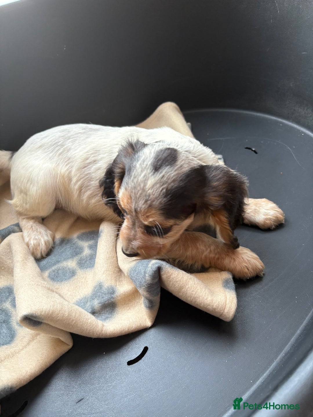 Cocker Spaniel dogs for sale: Cocker spaniel puppies  - Image 5