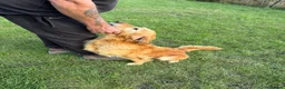 Golden Retriever dogs for sale: Loving golden retriever girl  - Advert 6