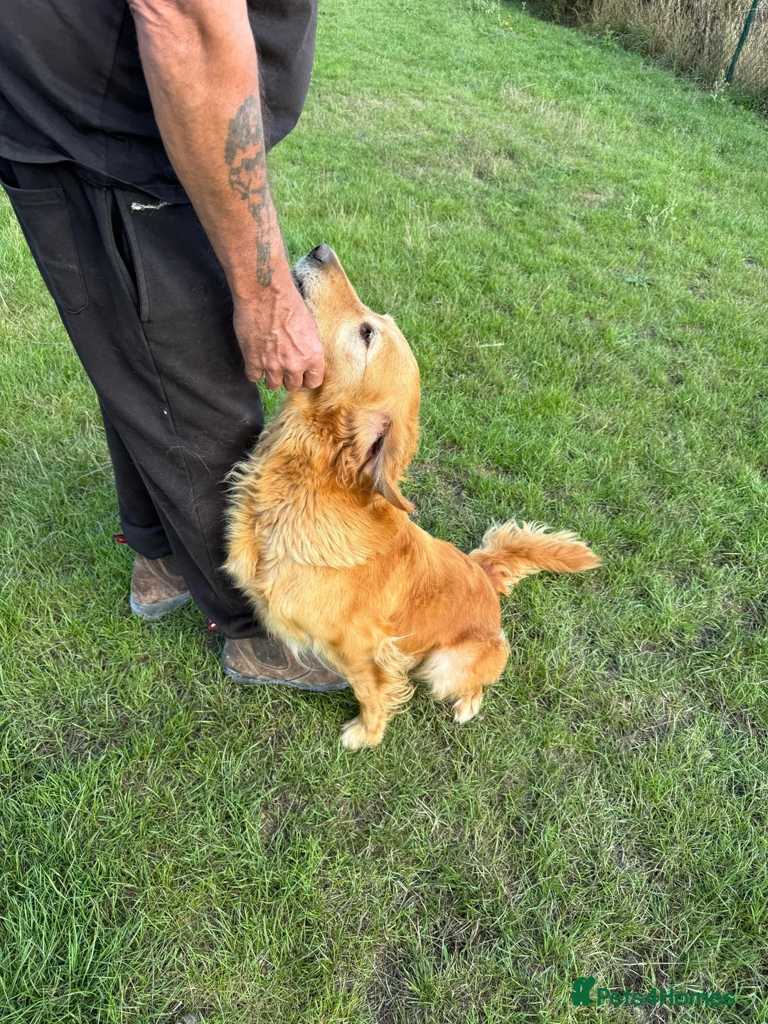 Golden Retriever dogs for sale: Loving golden retriever girl  - Advert 6