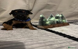 Jack Russell dogs for sale: Minature jack russel pupies  - Image 4