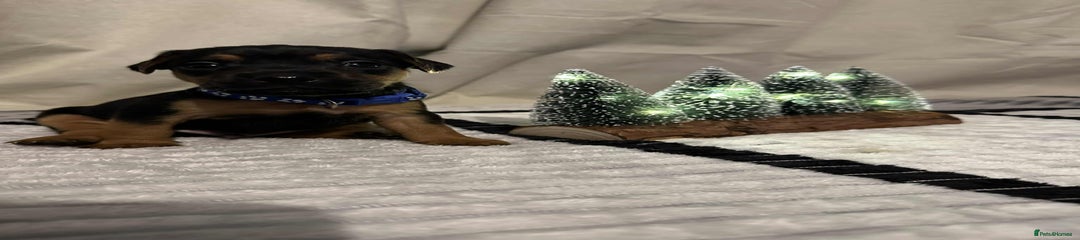 Jack Russell Puppy 3