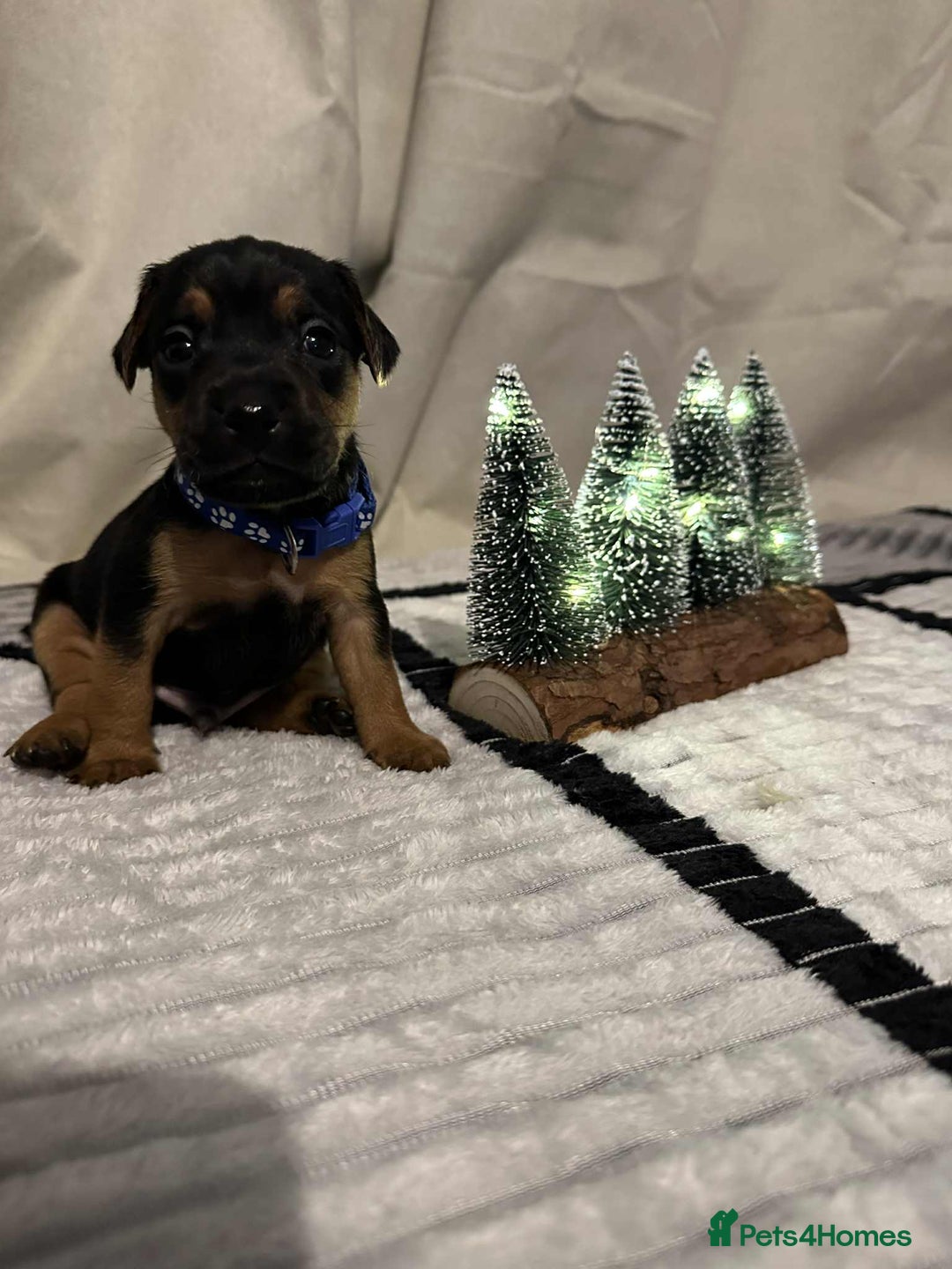 Jack Russell dogs for sale: Minature jack russel pupies  - Image 4