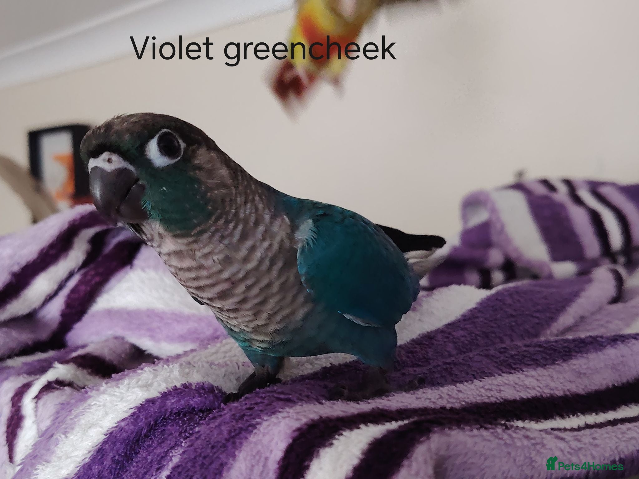 Conures birds Hand reared violet greencheek maroon conures - Advert 1
