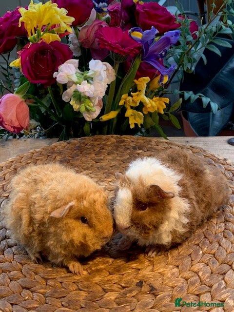 Guinea Pig rodents Beautiful Baby Texels HP18 - Advert 2
