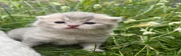 Scottish Fold cats for sale: 💕💕💕❤️❤️Lovely scotish kittens💕💕💕 in Nottingham - Advert 17