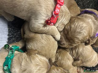 Goldendoodle dogs F1 golden doodle 7 left viewings next week onwards - Advert 16