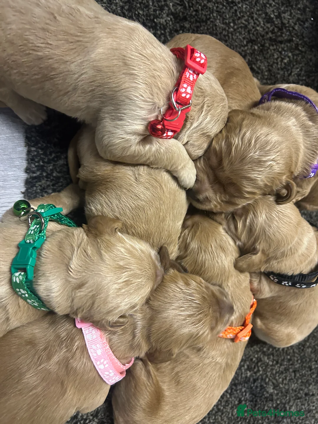 Goldendoodle dogs for sale: F1 golden doodle 5 left viewings now available. - Advert 15