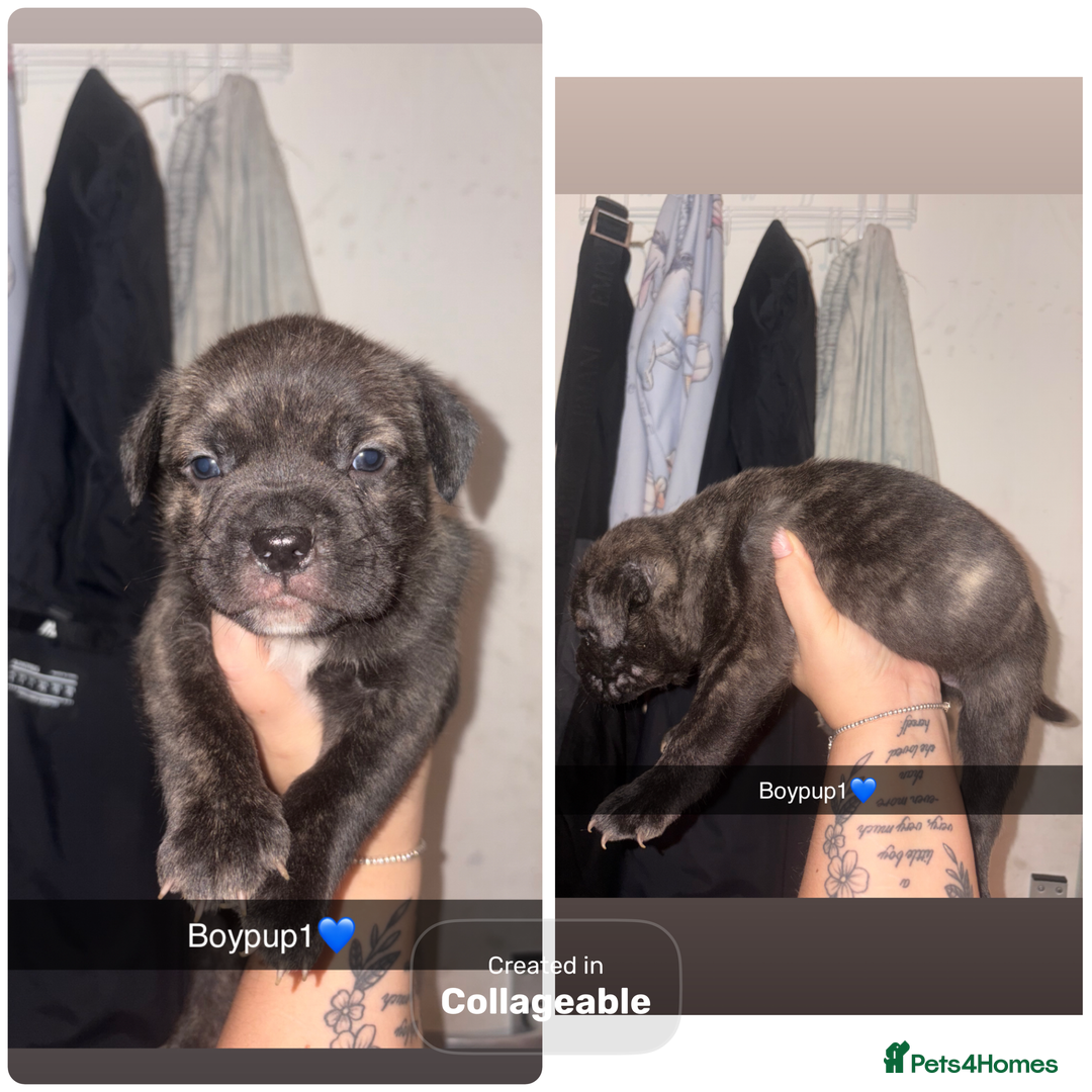 Mixed Breed dogs for sale: Puppies looking for their forever homes.  - Advert 4