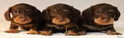 Miniature Dachshund dogs for sale: Choco+Wirehaired+5*Licensed+Kc+Praclear+Vetchecked - Advert 4