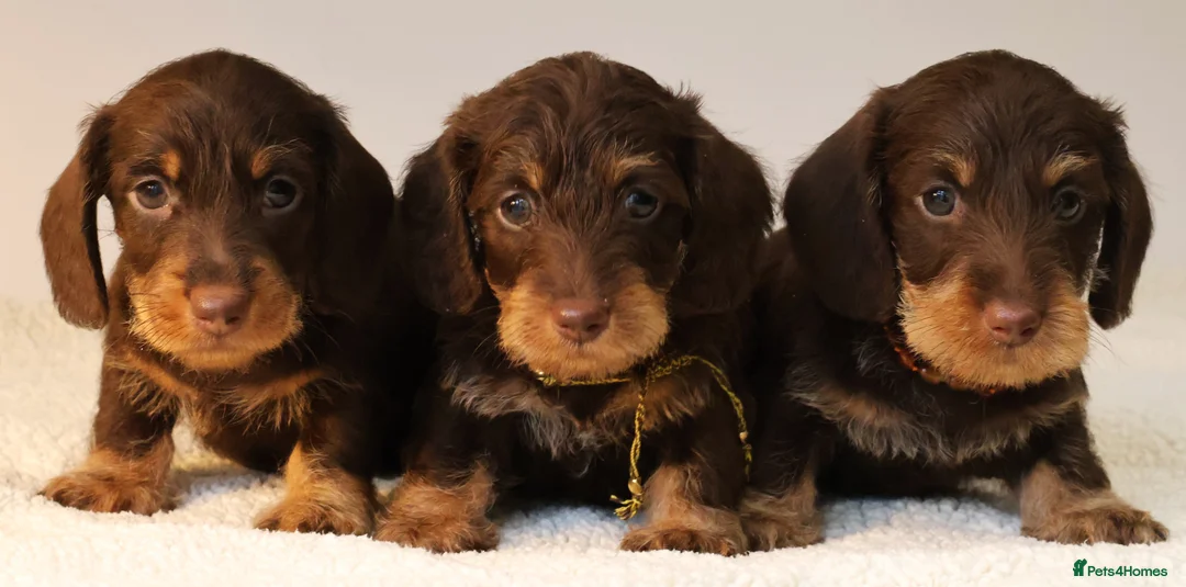 Miniature Dachshund dogs for sale: Choco+Wirehaired+5*Licensed+Kc+Praclear+Vetchecked - Advert 4