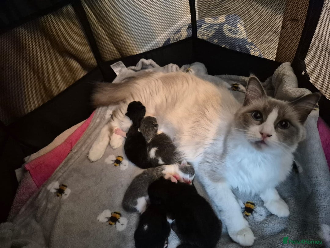 Ragdoll cats for sale: Ragdoll X Kittens  - Image 14