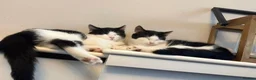 Mixed Breed cats for sale: Gorgeous twins needing a forever home  - Advert 3