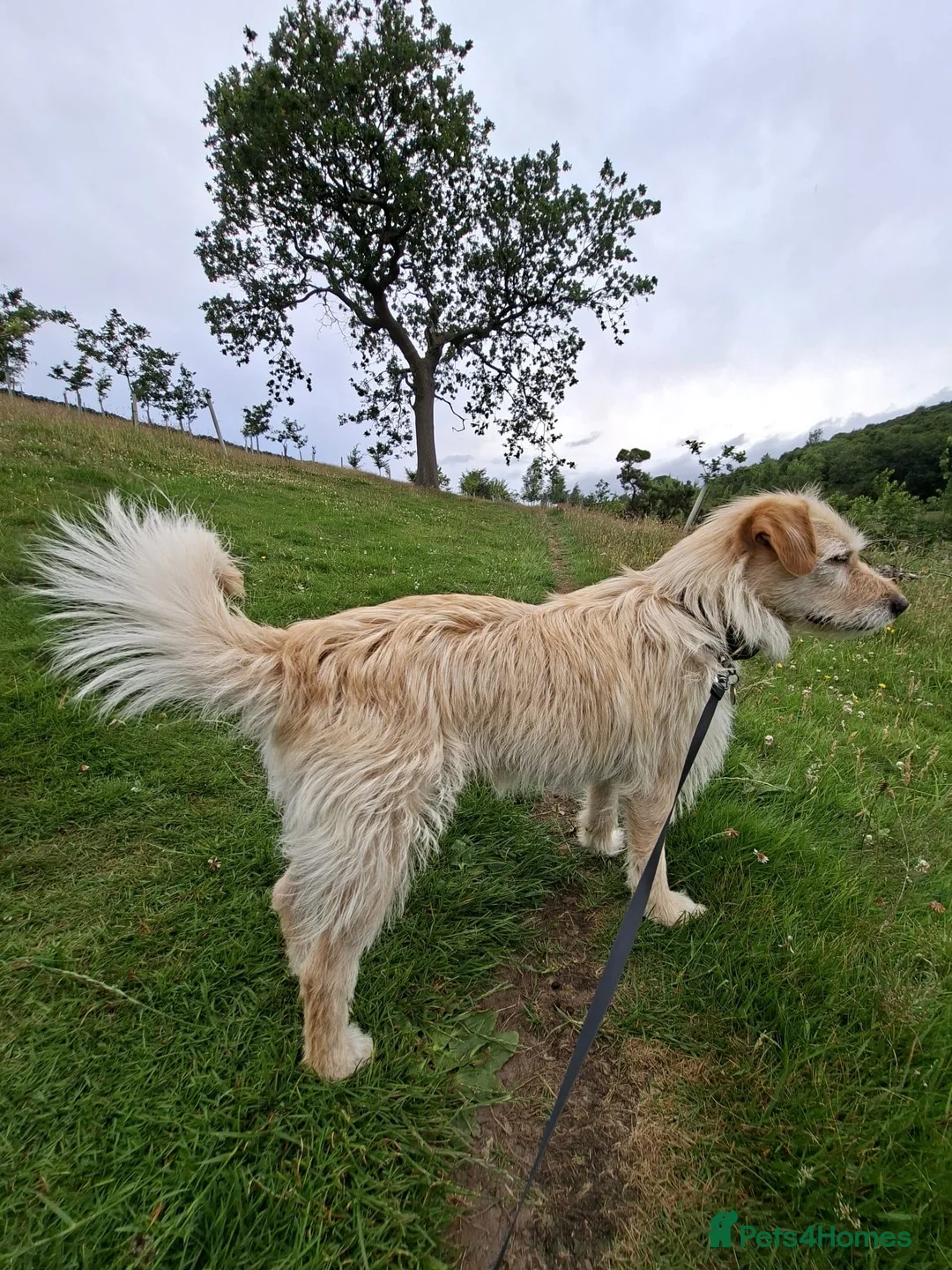 Mixed Breed dogs for adoption: Klara 🩷 in Macclesfield - Advert 2