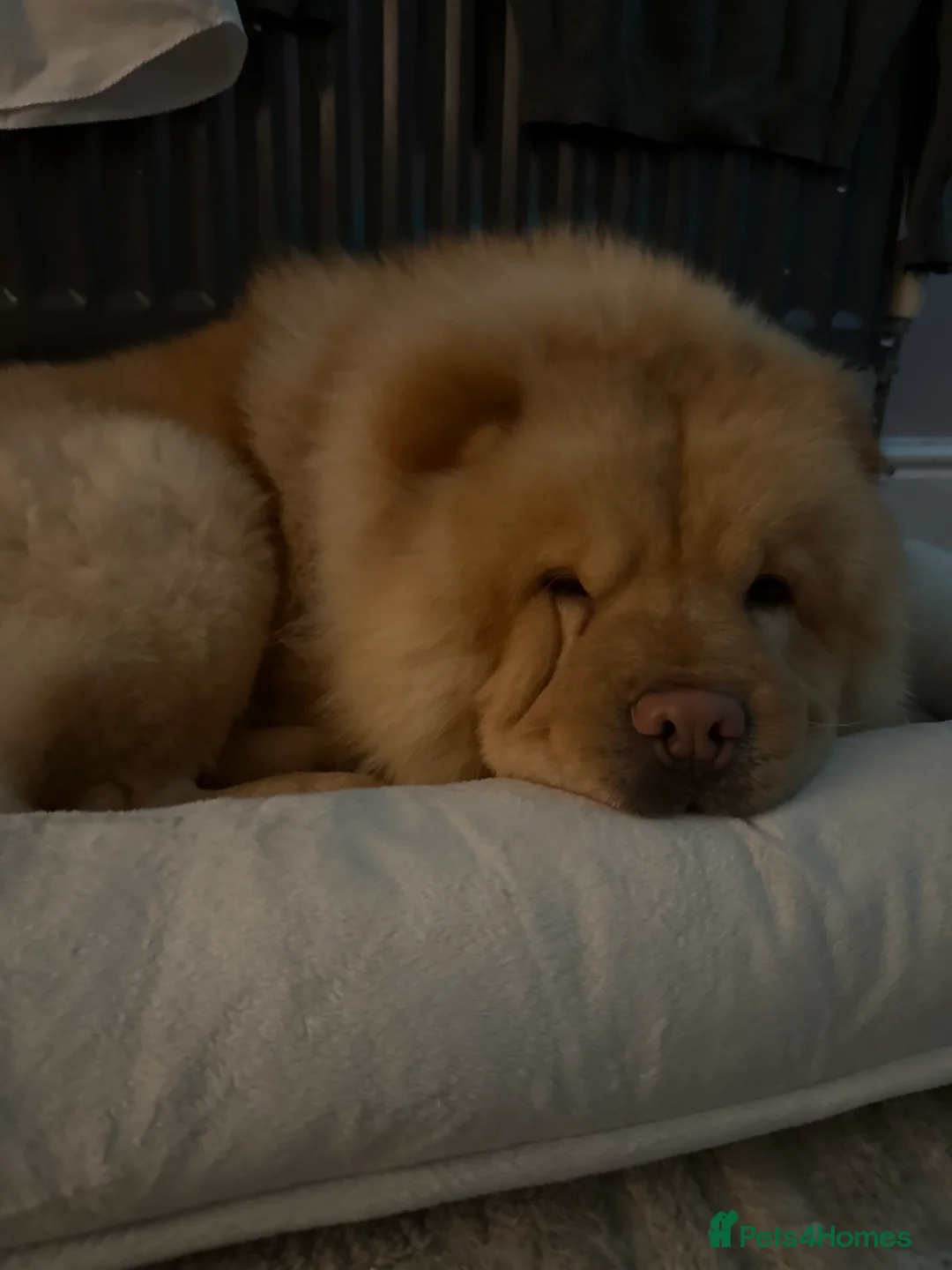 Chow Chow dogs for sale: Simba  - Advert 2