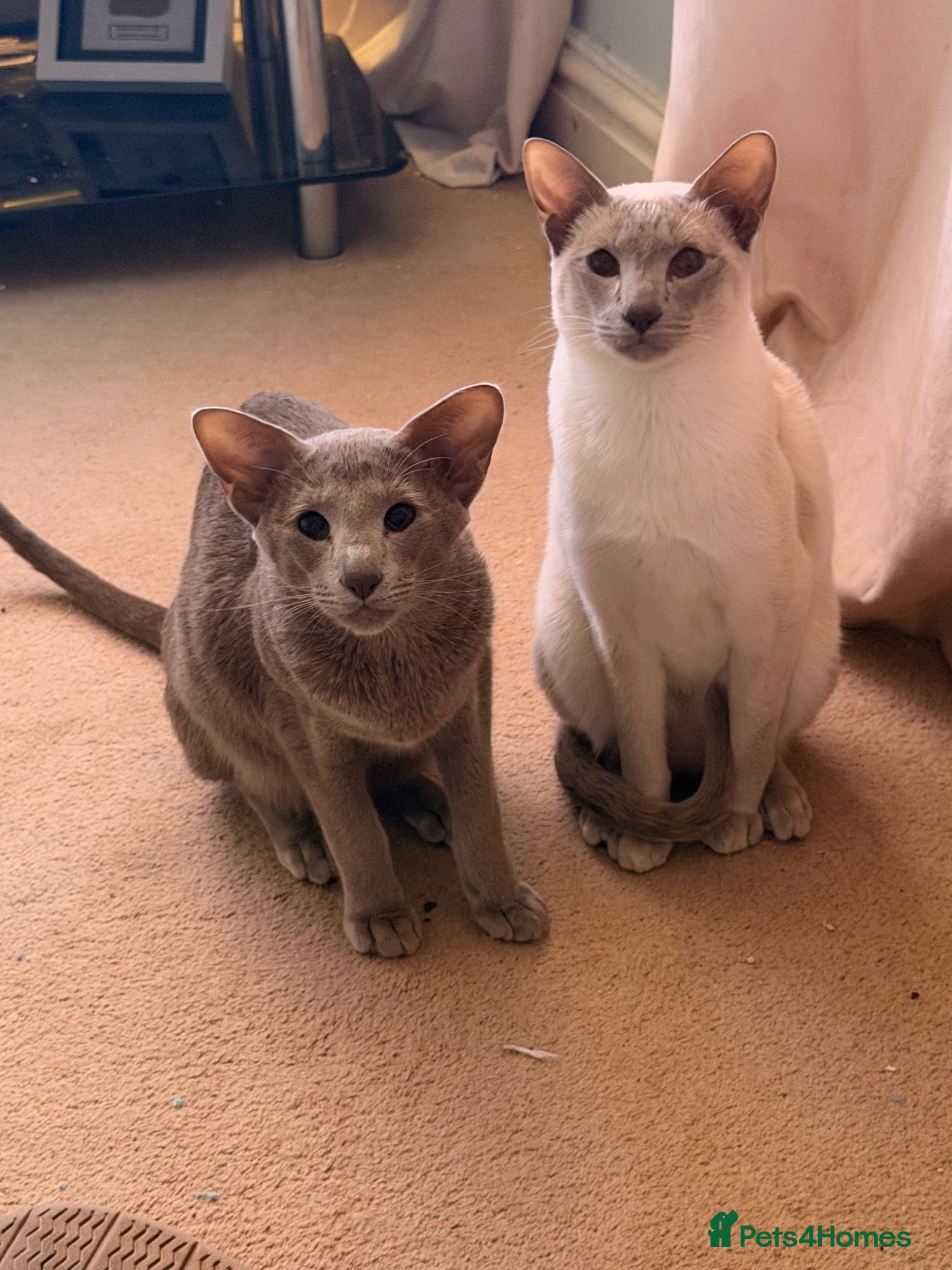 Siamese cats Two brother - Advert 7