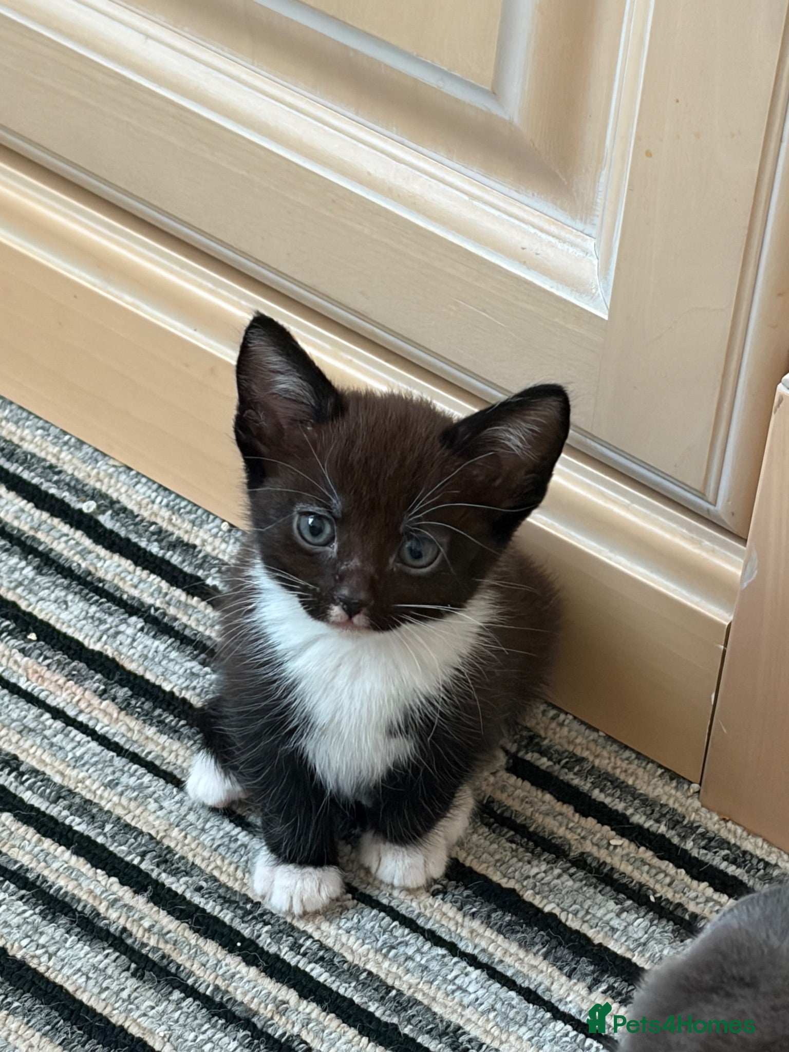 Mixed Breed cats for sale: Beautiful Black Girl - Advert 1