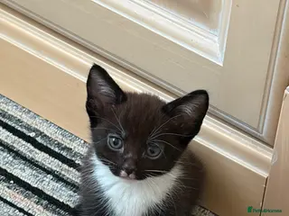 Mixed Breed cats Beautiful Black Girl - Advert 1