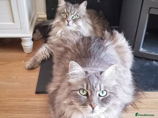 Siberian cats - Advert 6