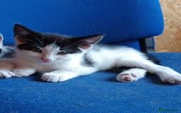 Mixed Breed cats for sale: The cat is ready for a new owner. - Image 4