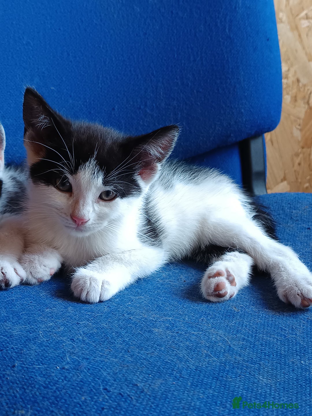 Mixed Breed cats for sale: The cat is ready for a new owner. - Image 4