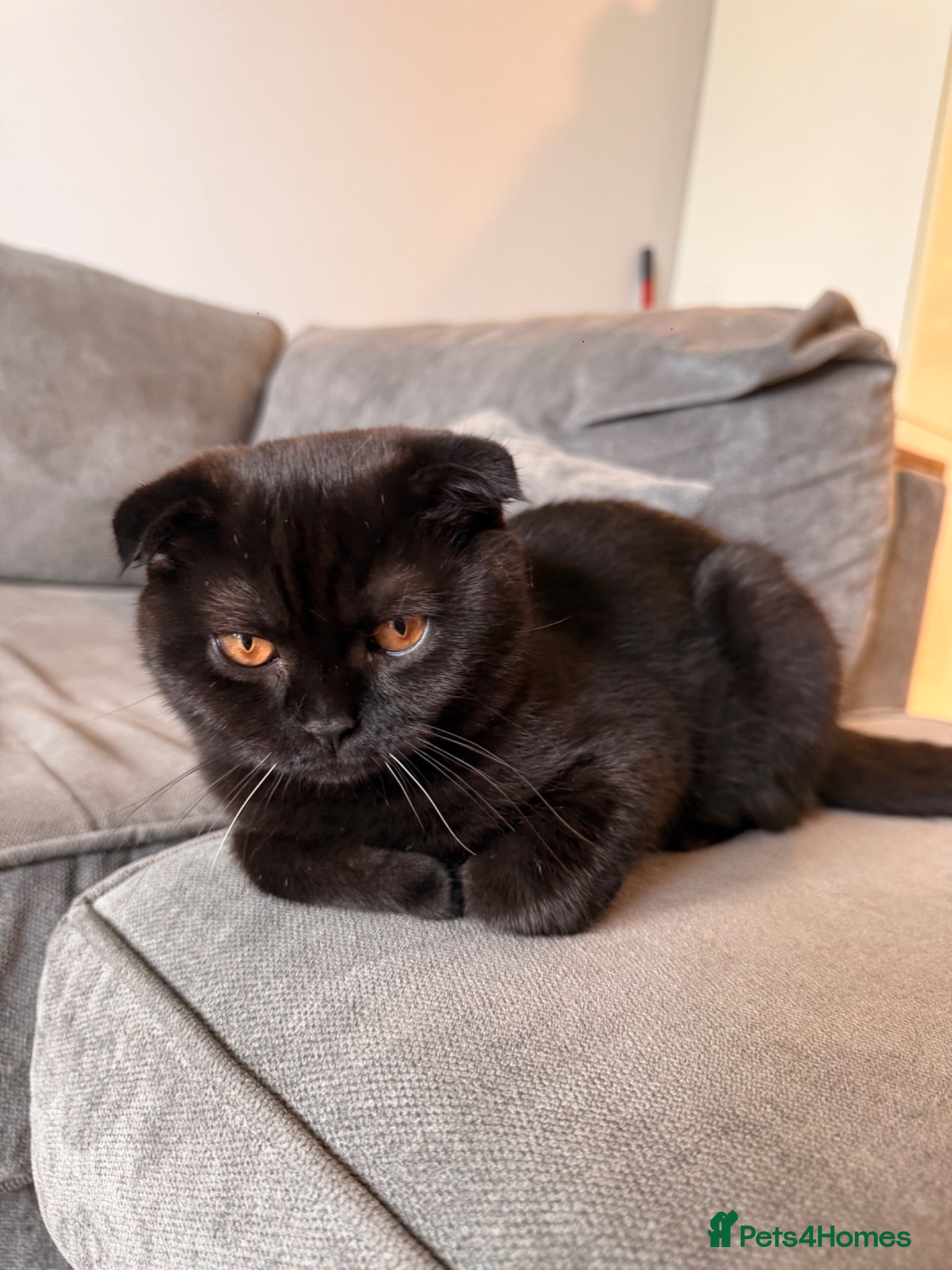 Scottish Fold cats ***REDUCED*** SCOTTISH FOLD KITTENS  - Advert 3
