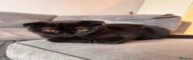 Scottish Fold 1