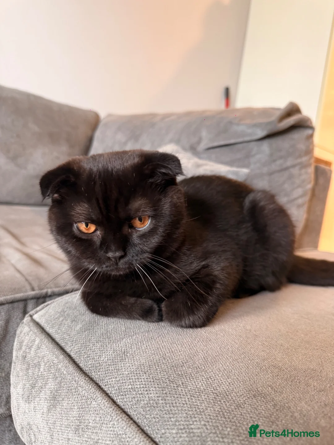 Scottish Fold cats for sale: ***REDUCED*** SCOTTISH FOLD KITTENS  - Advert 1