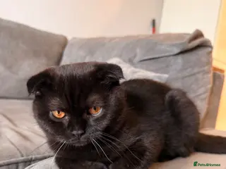 Scottish Fold cats ***REDUCED*** SCOTTISH FOLD KITTENS - Advert 3