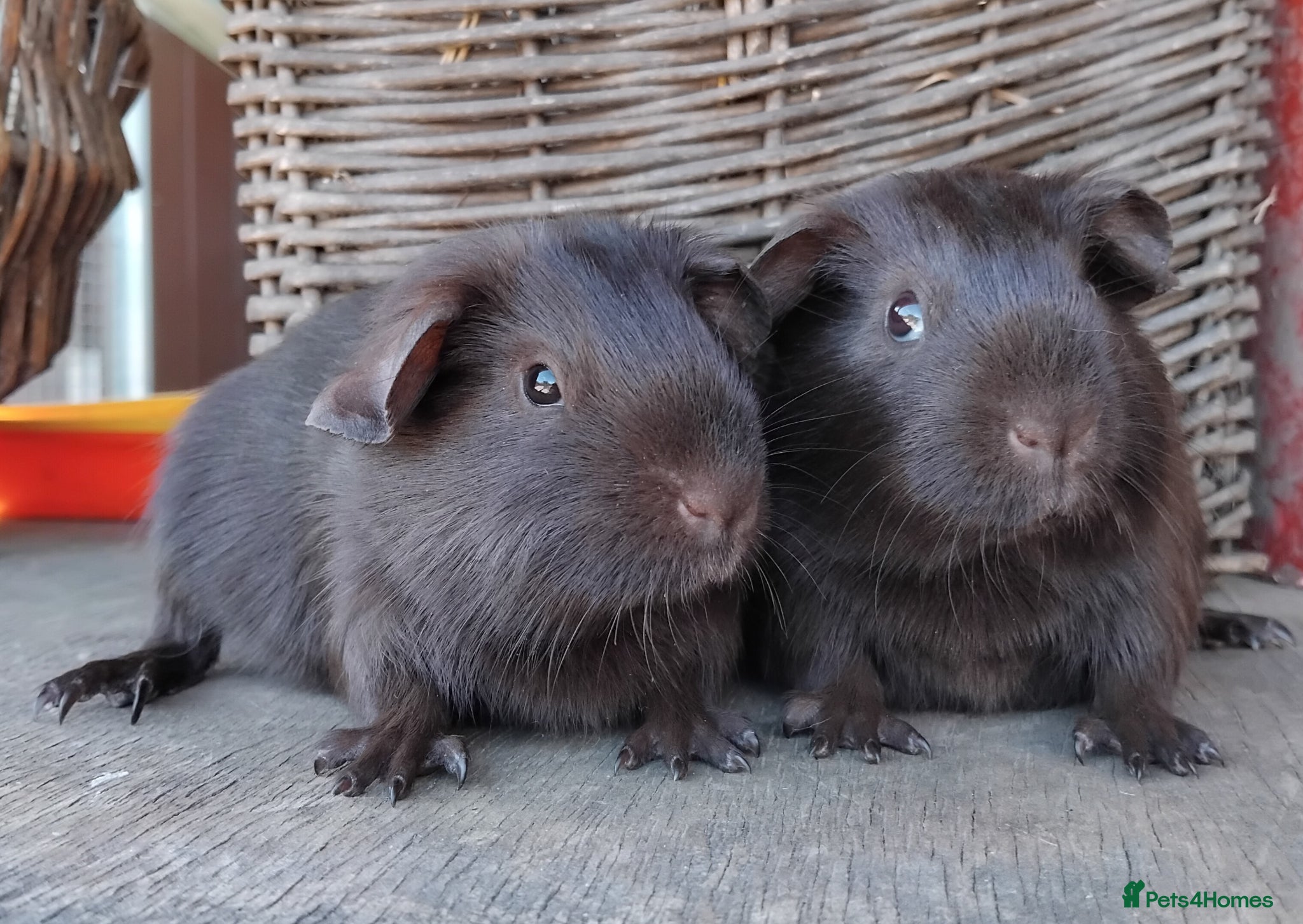 Guinea Pig rodents Smooth Self Chocolate Sows - Advert 8