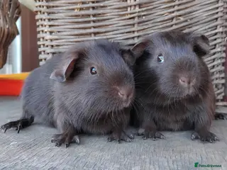 Guinea Pig rodents Smooth Self Chocolate Sows - Advert 21