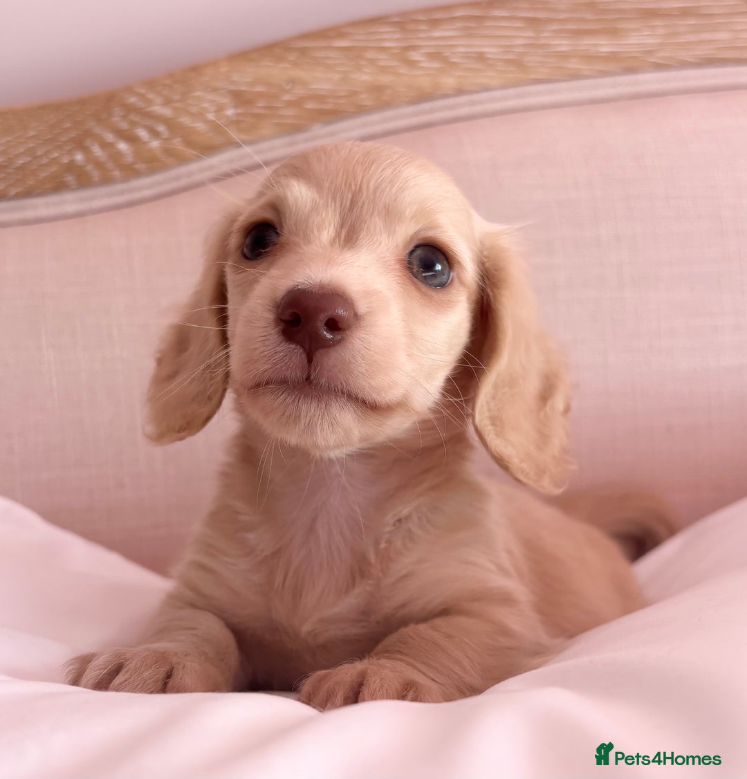 Miniature Dachshund dogs for sale: KC 🐶 Miniature Long Haired Cream Dachshund 🐶  - Advert 28