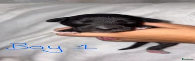 Boy 1