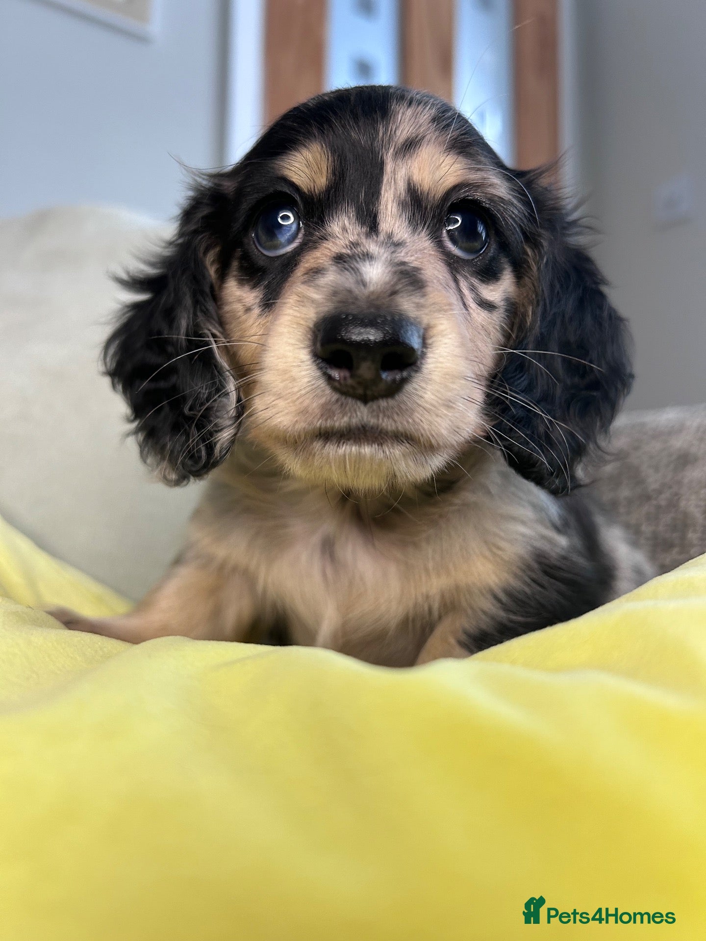 Miniature Dachshund dogs 🖤🍦 STUNNING SILVER DAPPLE & CREAM LONGHAIR 🍦🖤  - Advert 1