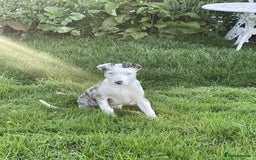 Bearded Collie dogs for sale: Beautiful blue merle border collie pups! - Image 22