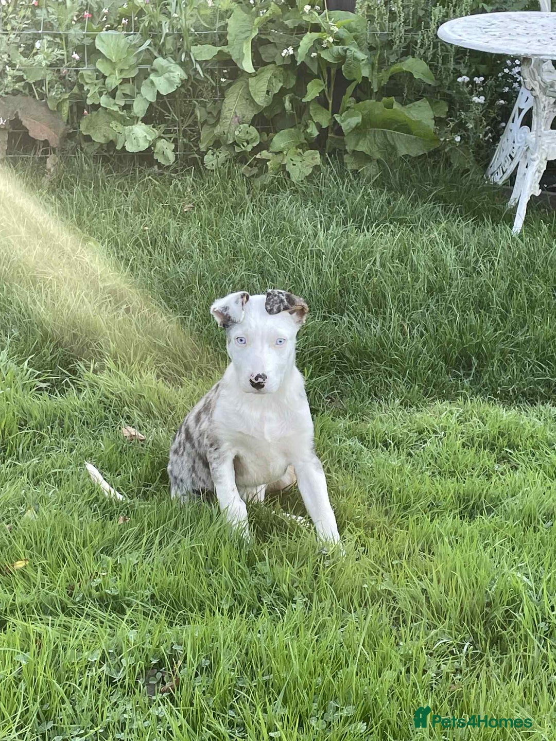 Bearded Collie dogs for sale: Beautiful blue merle border collie pups! - Image 22