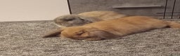 Mini Lop rabbits for sale: Mini lop bunnies for sale - Advert 1