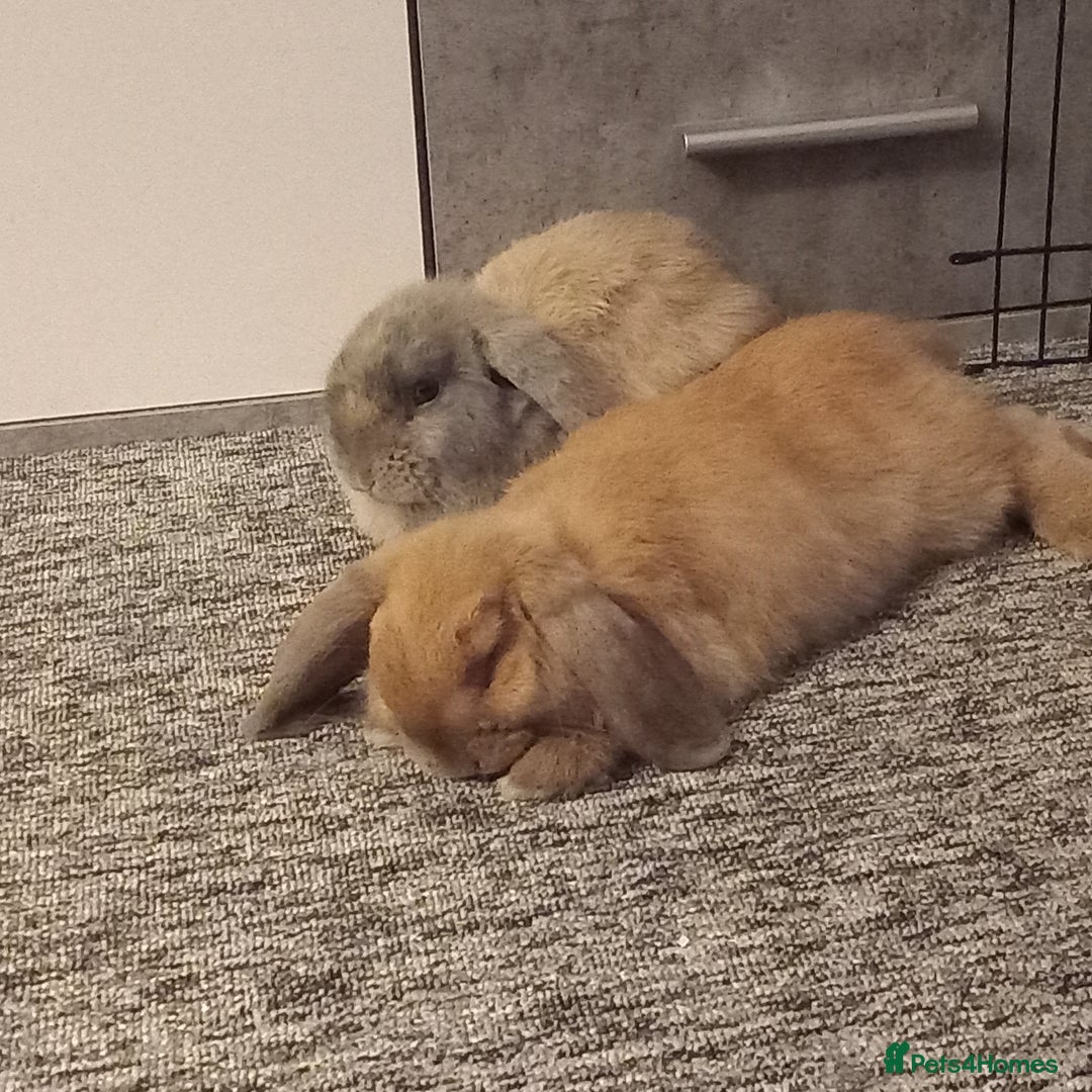 Mini Lop rabbits for sale: Mini lop bunnies for sale - Advert 1