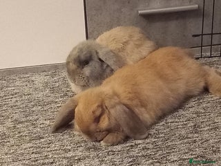 Mini Lop rabbits Mini lop bunnies for sale - Advert 1