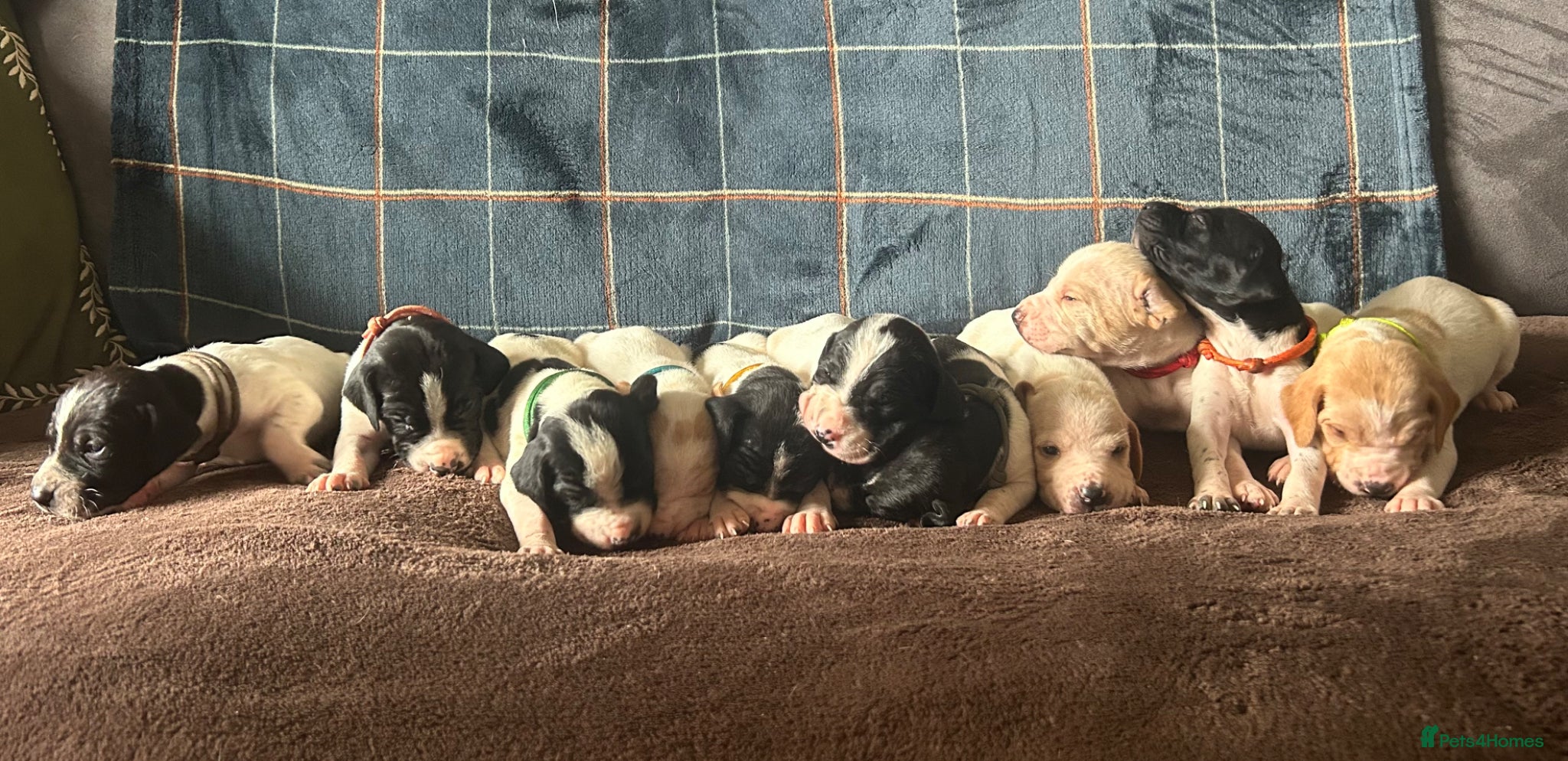 Pointer dogs for sale: KC English Pointer Puppies - Advert 11