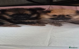 Pomeranian dogs for sale: Beautiful Pomeranian Puppies - Advert 9