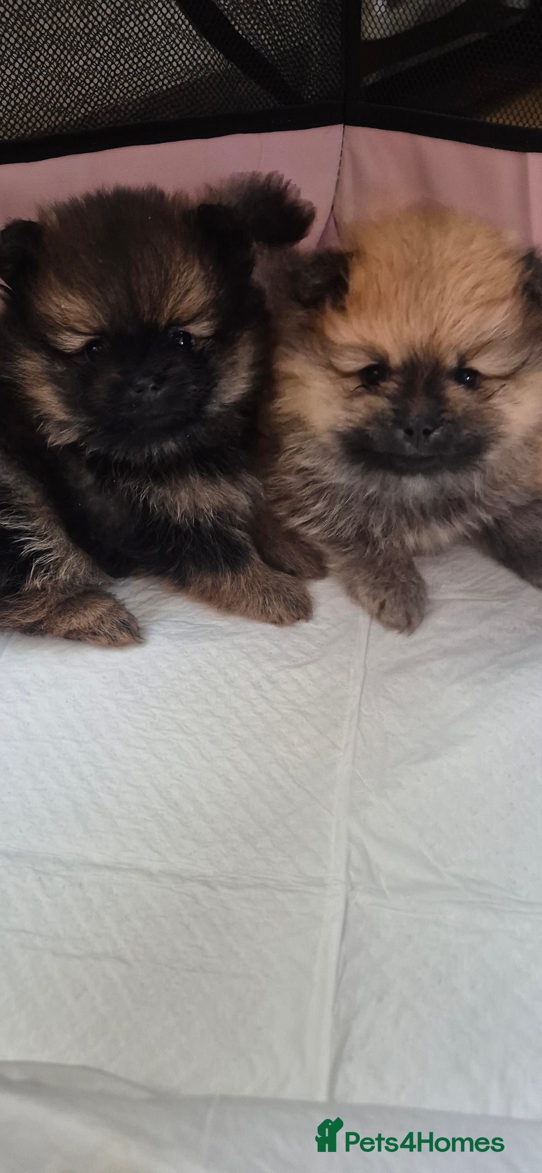 Pomeranian dogs for sale: Beautiful Pomeranian Puppies - Advert 9