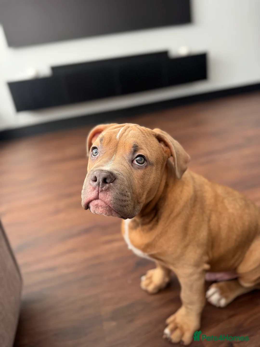 American Bully dogs for stud: Handsome Pocket Bully available to stud.  - Advert 6
